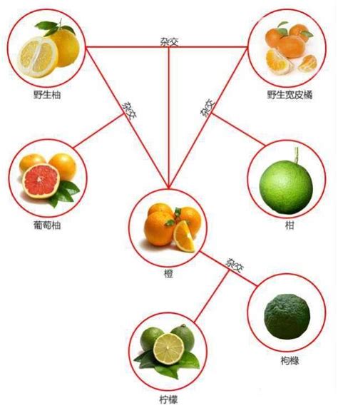 橘色 五行|橘色五行属什么颜色 (桔色与橘色与橙色的区别)